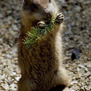 Petit rongeur debout sur ses pattes arrières une branche entre les pattes - Belgique  - collection de photos clin d'oeil, catégorie animaux