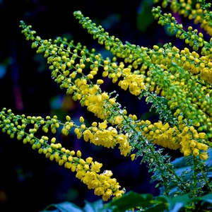 Bouquet de fleurs de mahonia - Belgique  - collection de photos clin d'oeil, catégorie plantes