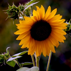 Fleur de Tournesol - Belgique  - collection de photos clin d'oeil, catégorie plantes